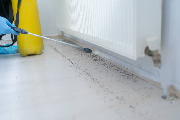 Trusted Salamanca, NY Pest Control Experts